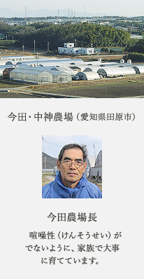 今田・中神農場（愛知県田原市） 今田農場長 喧噪性（けんそうせい）がでないように、家族で大事に育てています。